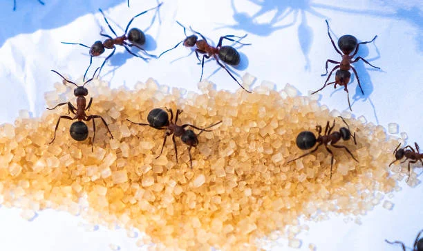 Carpenter Ants vs. Sugar Ants | Sweet or Savory