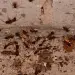 Types of ants in Florida