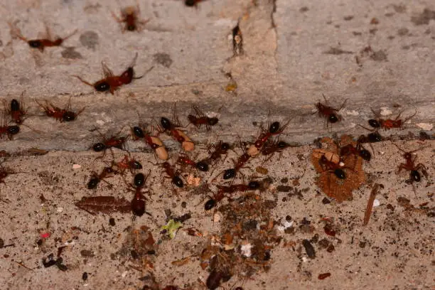 Discovering the Different Types of Ants in Florida