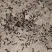 Types of ants in Texas