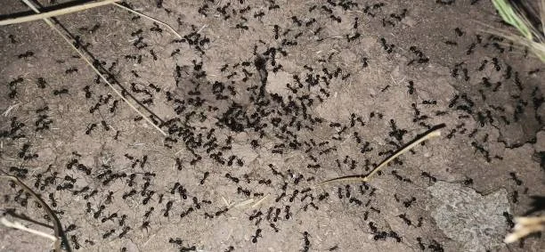 little black ants
