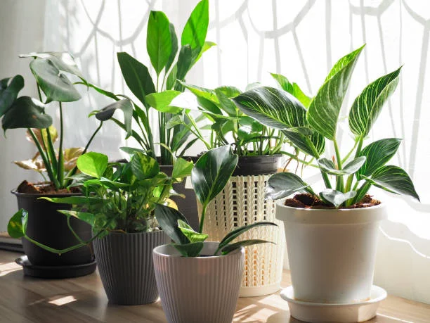 Indoor plants that repel mosquitoes