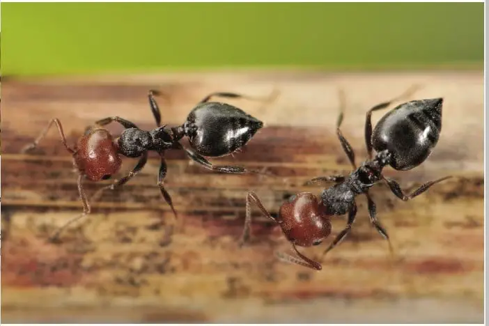 Acrobat Ants