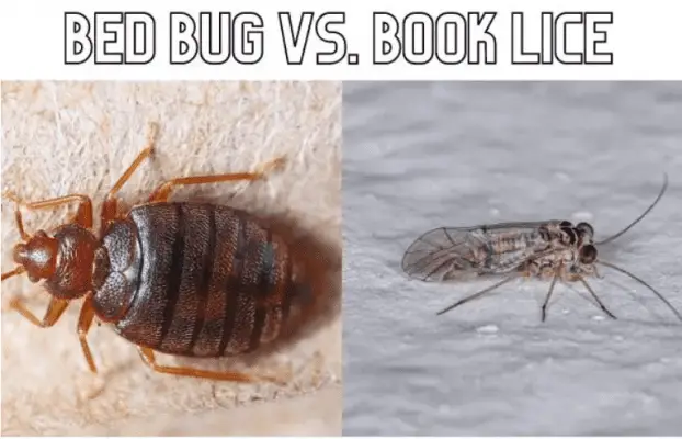 Booklice Vs. Bed Bugs: What Are Their Differences?