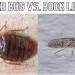 Booklice vs bed bugs