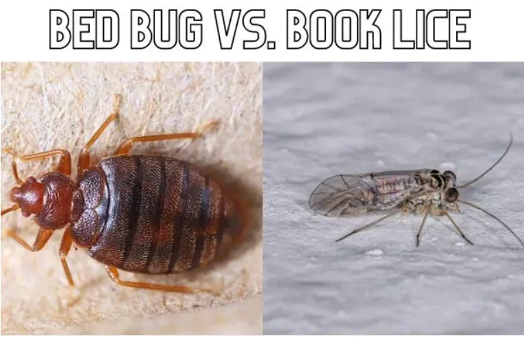 Booklice Vs. Bed Bugs: What Are Their Differences?
