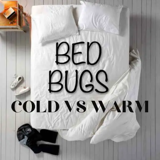 Do Bed Bugs Like Cold or Warm Rooms Better? | Explained!