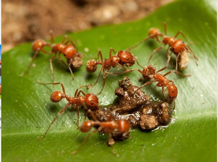 Red Imported Fire Ants 