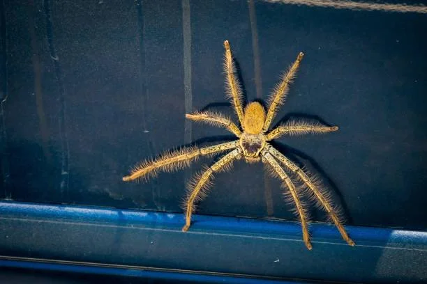 How to get rid of the spiders in the car