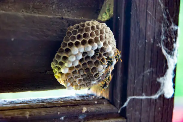 wasp nest on wooden window frame