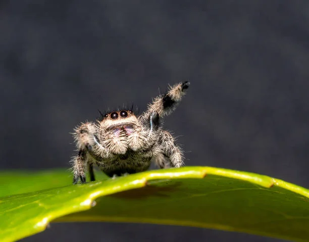 closeup photo of spider