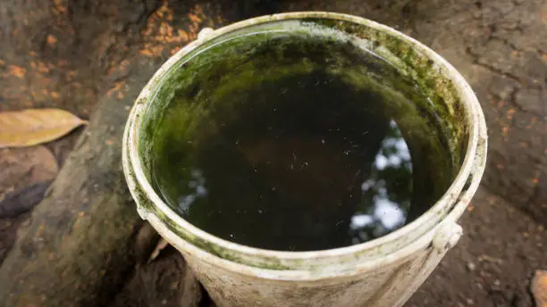 mosquito standing water, bucket filled with mossy water