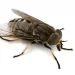 How to get rid of yellow flies in your yard