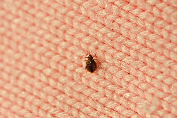 Do bed bugs fly or jump