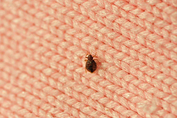 Do bed bugs fly or jump