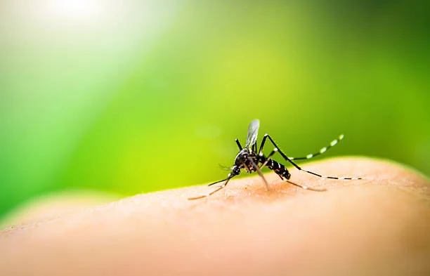 closeup shot of mosquito on human skin