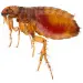 How flea looks like in a human eye