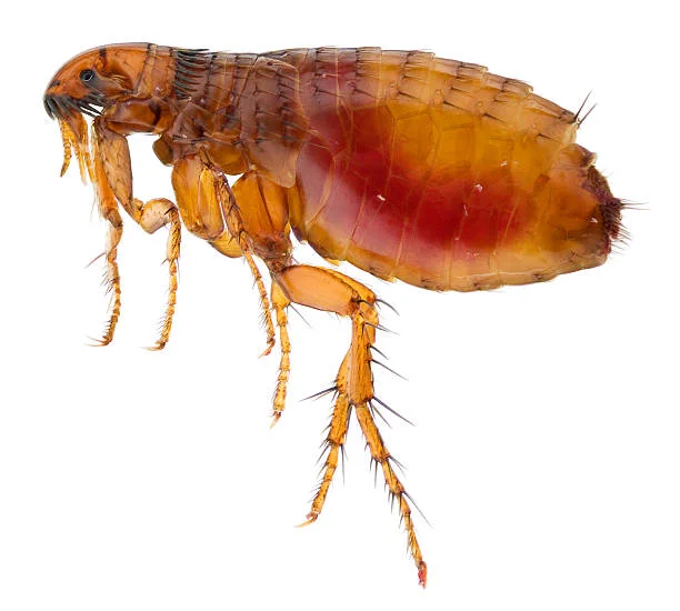 How flea looks like in a human eye
