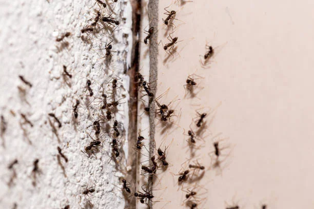 ants on wall