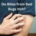 Do Bites from Bed Bugs Itch?
