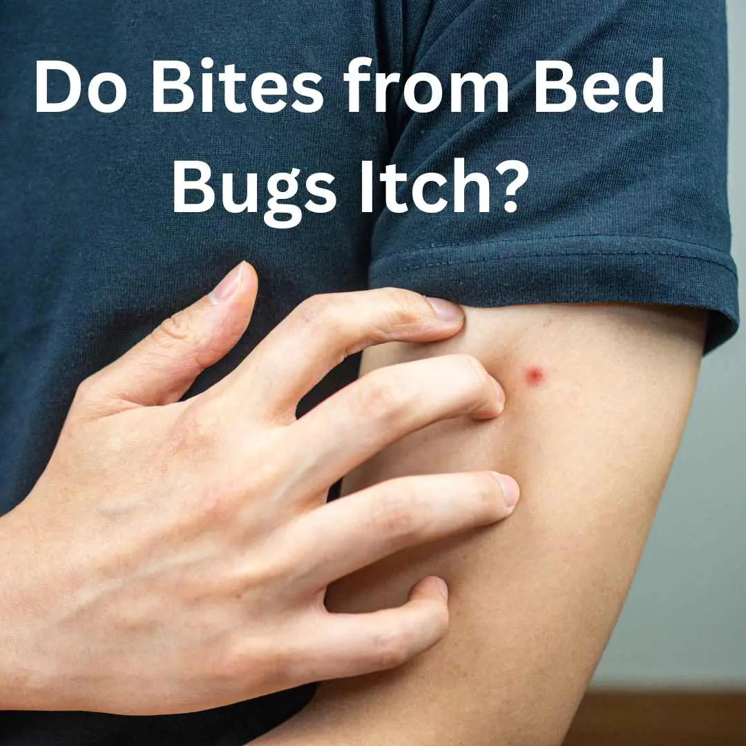 Do Bites from Bed Bugs Itch? What You Need to Know