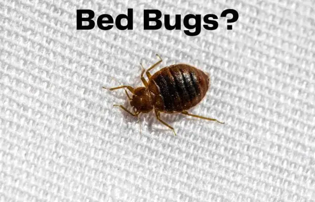 Does Boric Acid Kill Bed Bugs? | Let’s Find Out!
