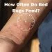 How Often Do Bed Bugs Feed