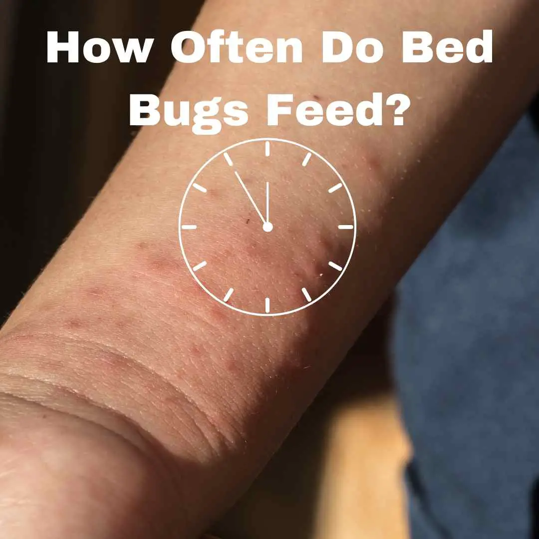 How Often Do Bed Bugs Feed? Let’s Find Out!