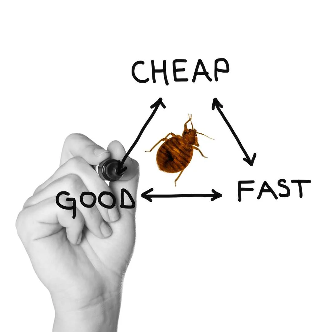 Cheap Ways to Kill Bed Bugs: Cut Costs and Not Corners