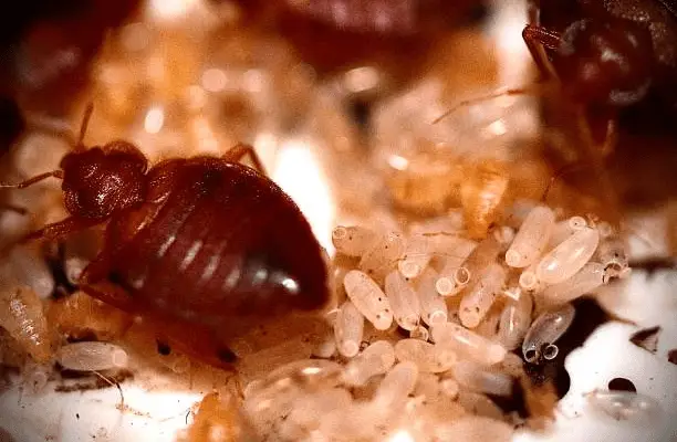 8 Bed Bug Interesting Facts You Should Know About