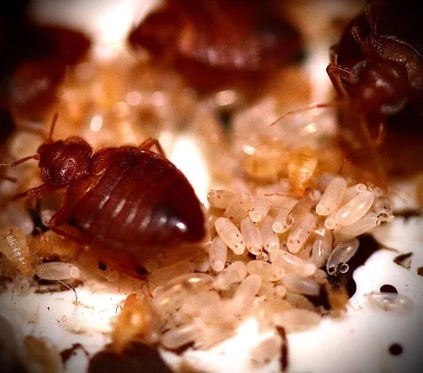 Bed bugs interesting facts