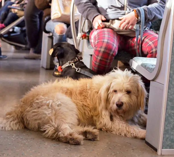 Tired dog is resting in a train