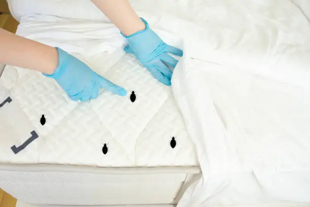 Bed bugs in hotel and how to protect yourself