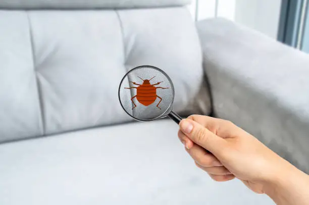 Bed bugs in the living room