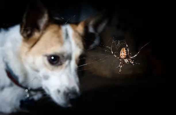 Do Dogs Eat Spiders? Debunking Myths and Understanding Your Pet’s Instincts