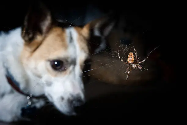 do dogs eat spiders